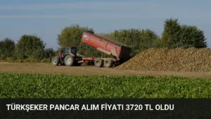 Türkşeker Pancar Alım Fiyatı 3720 TL Oldu